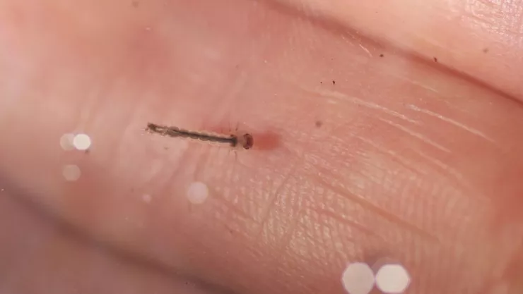 Aumenta el dengue en México para finales de 2024