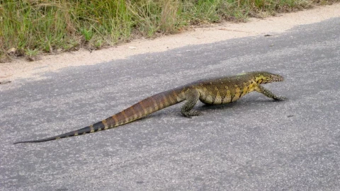 Invasión de lagartos gigantes en Florida