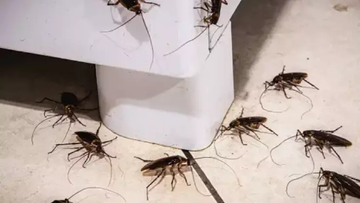 ¡Cucarachas! Enemigos ocultos en casa_ Estos son sus nidos y cómo eliminarlos.jpg