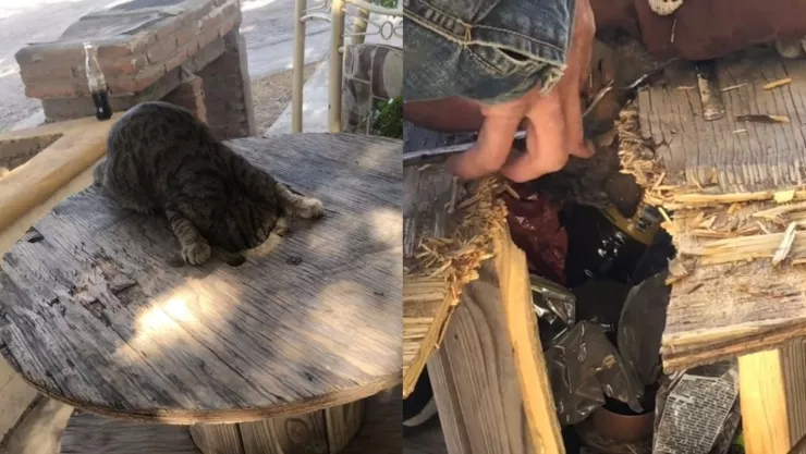 Rescatan a gato atorado en Culiacán