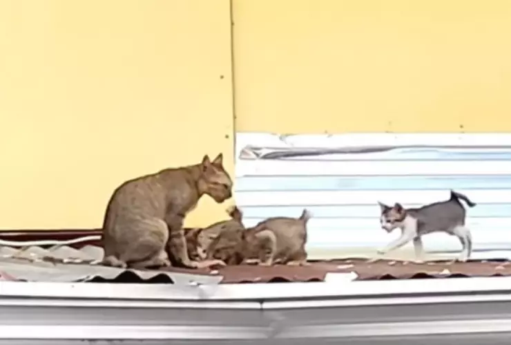 gatita pescado crías viral