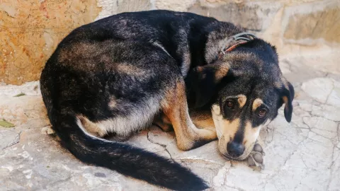 Roban donativos de fundacion animal