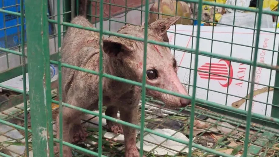 Chupacabras es atrapado en India