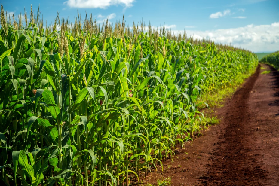 84684605_l - mailsonpignata.jpg