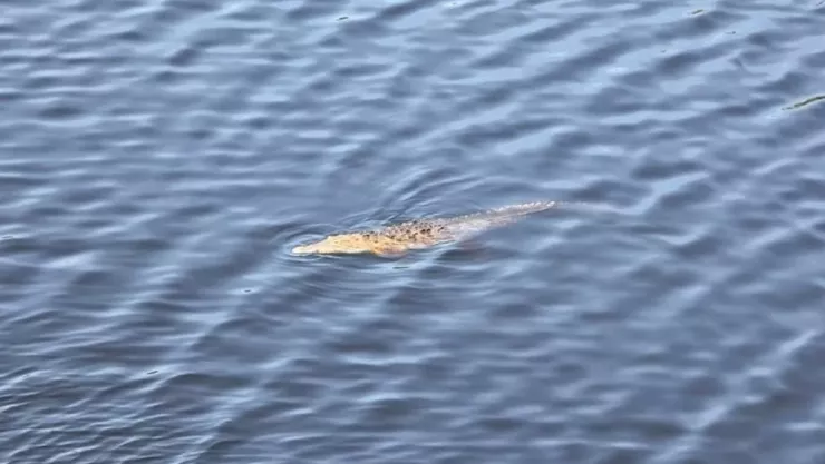 cocodrilos en Michoacán