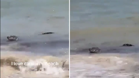Captan a cocodrilo tomando el sol junto a turistas en Cancún, abril 2025.png