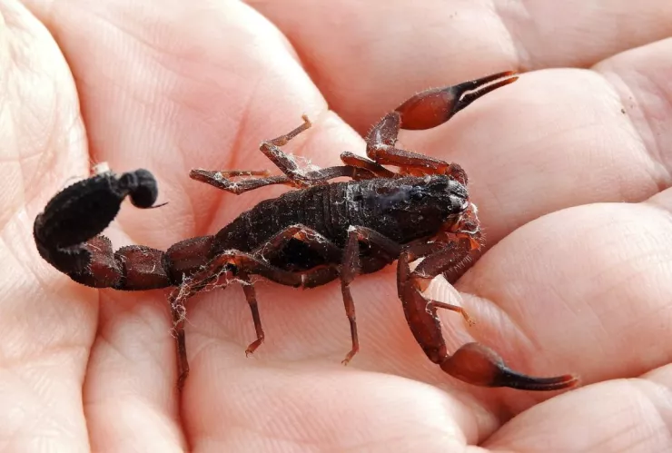 Joven dormía y un alacrán lo picó en dos ocasiones; tuvo que ser internado