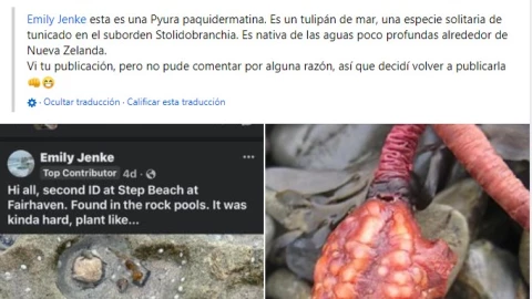 Extraña criatura en palayas de Australia