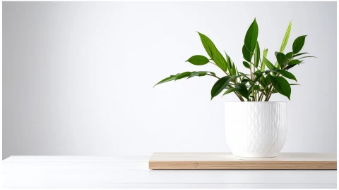 zamioculca beneficios