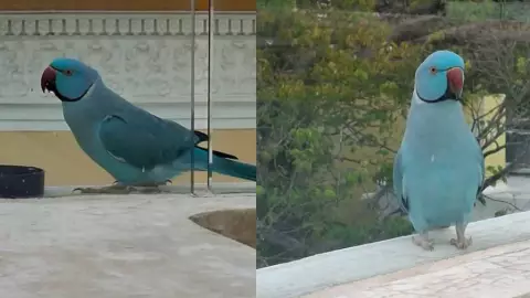 ¡Inusual! Captan a Kramer Azul en hotel de Mérida; causa asombro