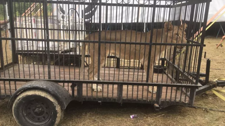 Rescatan a leona de circo en Hidalgo; extrae basura de su estómago