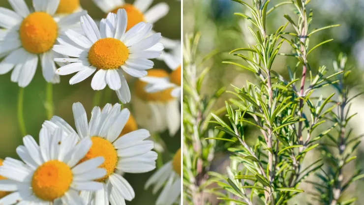 ¿Para qué sirve el romero con manzanilla en el cabello?