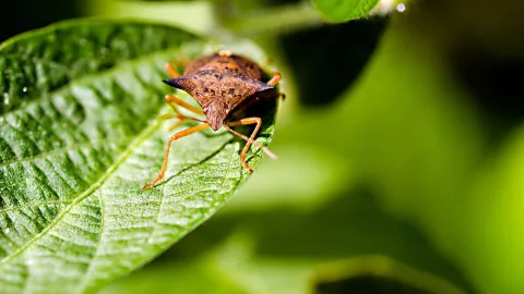 Plantas que atraen chinches en temporada de calor