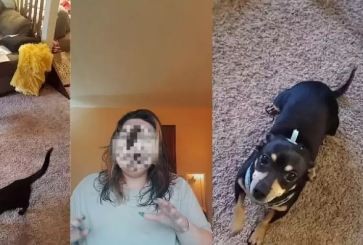 VIDEO:  Mujer se indigna porque su perro estadounidense solo entiende español