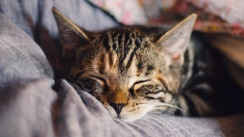 abuso sexual gatita yucatán