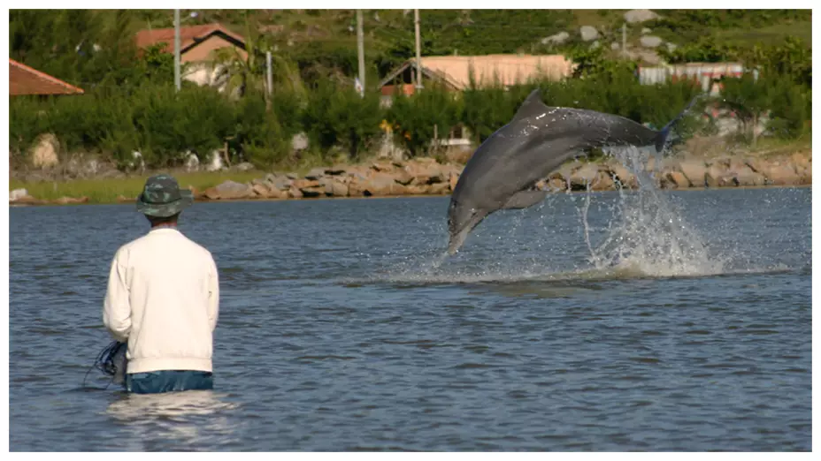 Pescador y delfín nariz de botella pescan juntos en la costa de Laguna, Brasil