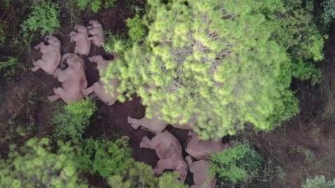 Drones muestran camino de elefantes salvajes en China.