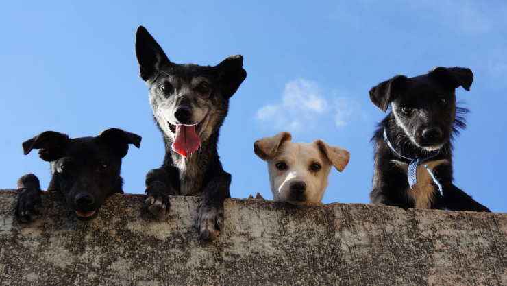 ¡Más astutos de lo que crees! Este es el nuevo ‘superpoder’ de los perros, según la ciencia