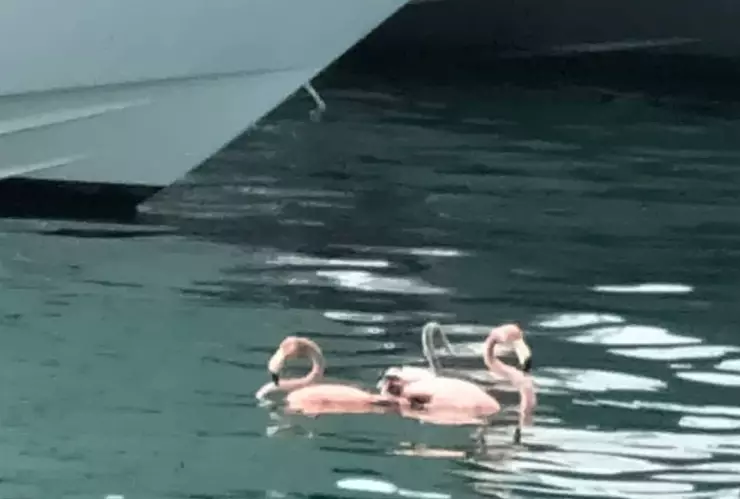Auxilian a flamingos en la Laguna de Cancún; estaban enredados