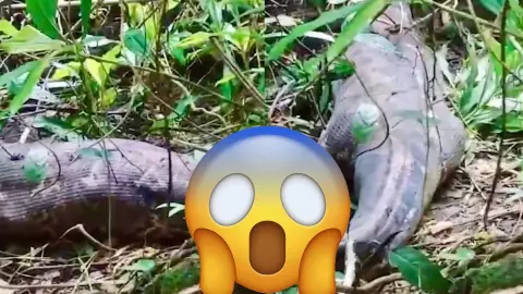 ¡Qué miedo! Encuentran a una mujer desaparecida; fue devorada por una pitón gigante