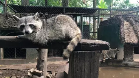 Zoologico Miguel A. De Quevedo.