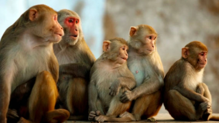 Monos secuestran y matan a bebé en aldea de la India