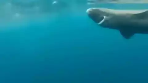 VIDEO ¡Increíble! Captan a tiburón de Groenlandia en Belice