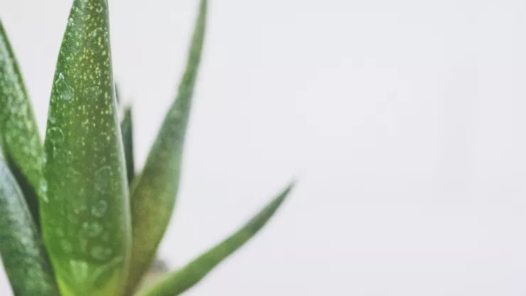 Los beneficios que no conocías sobre el aloe vera