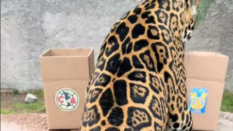 ¿Quién gana_ Jaguar predice al campeón del Apertura 2023 entre Tigres y América