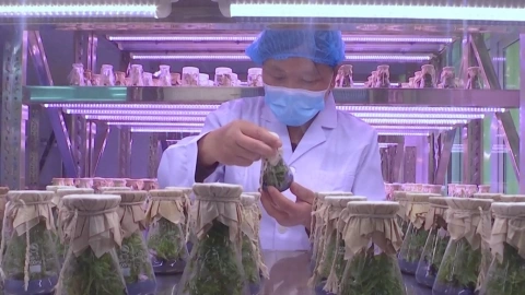 Jard&iacute;n Internacional de peon&iacute;as banco.jpg