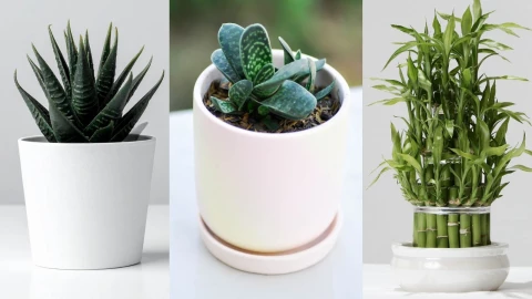 Haworthia, Gasteria y Bambú de la suerte: las plantas similares al aloe vera pero sin riesgos para tu mascota