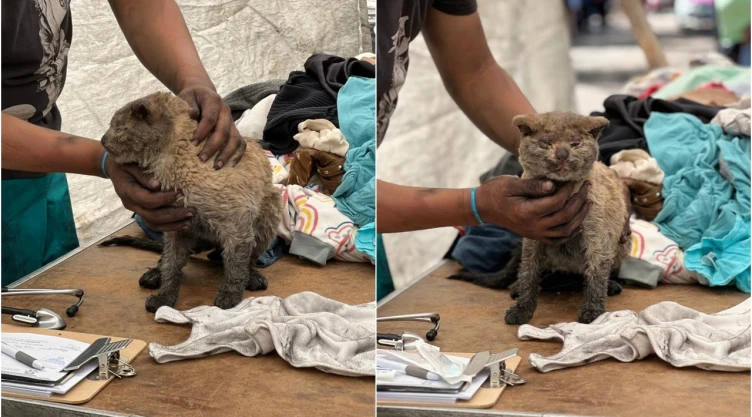 El gatito Mazapán es atendido por veterinarios en Neza.