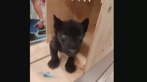 cachorro jaguar Yucat&aacute;n