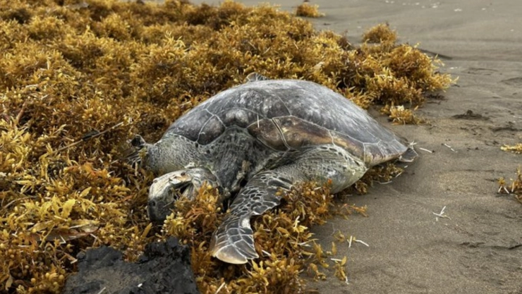 derrame-en-el-golfo-mexico-reportan-81-playas-contaminadas-y-exigen-acciones-urgentes
