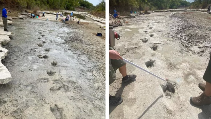 Hallan huellas de dinosaurio tras grave sequía en Texas.