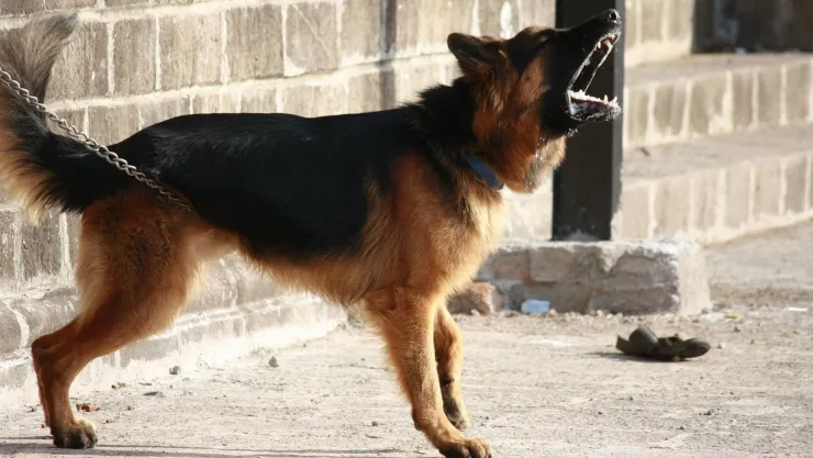 Perro pastar alemán ladrando