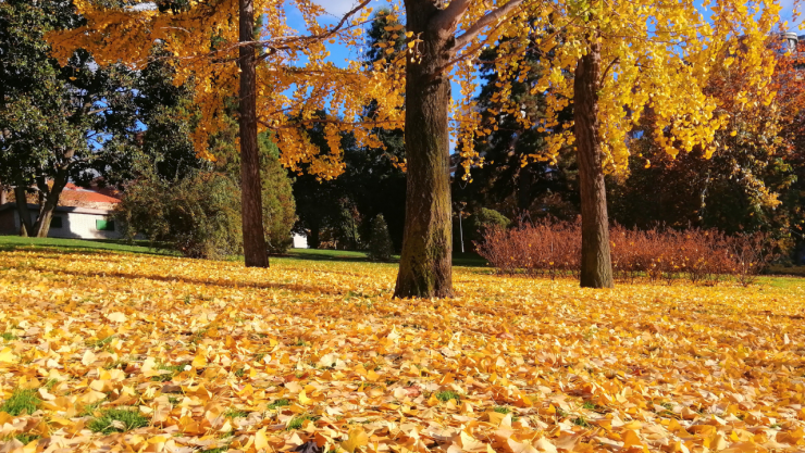 Otoño.jpg