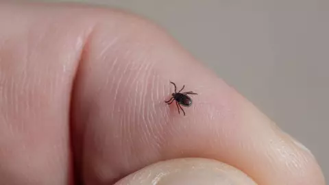 murio joven por picadura garrapata nuevo leon