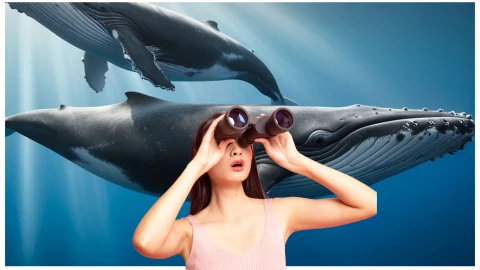 ballenas playas donde