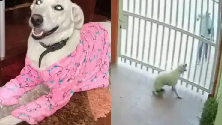 ¡Terrible! Hombre dispara sin razón aparente a un perro en Colombia