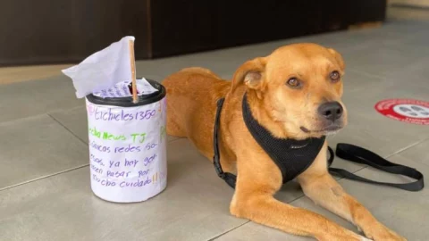 Chicles, perro maratonista