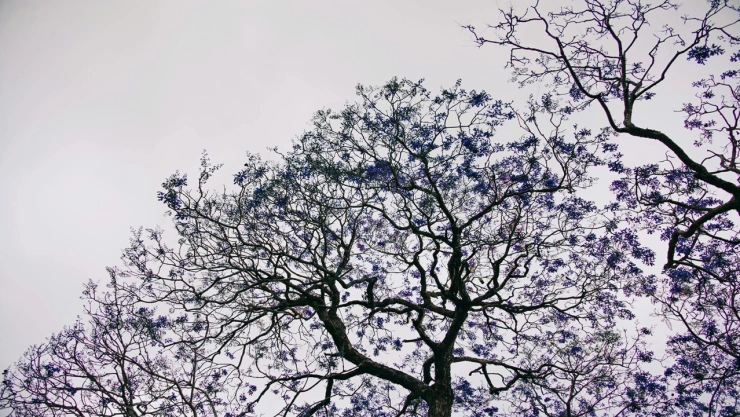 temporada jacarandas peligroso
