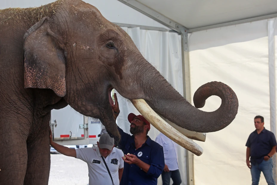 Big Boy, Elefante Asiático, fue trasladado el día de hoy desde la ciudad de Guadalajara a su nuevo Santuario en el Zoológico de Culiacán, Sinaloa.