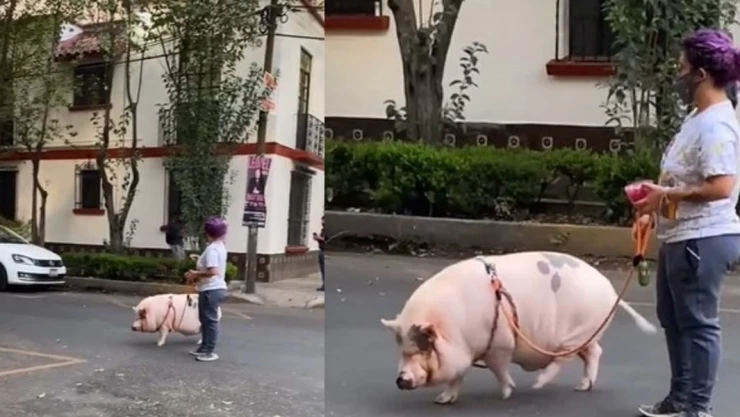 cerdo pasea calles cdmx.jpg