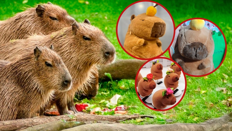 ¿Por qué las capibaras son tendencia? Descubre el fenómeno más viral