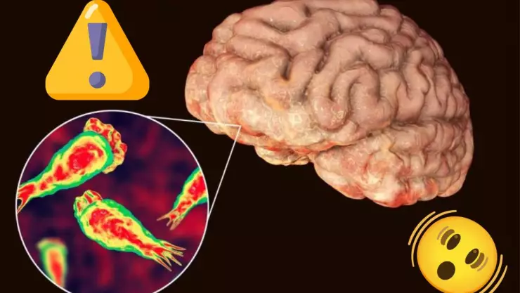 Ameba come cerebros bacteria