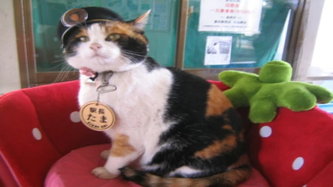 Nitama y Yontama: los nuevos gatos jefes que toman el mando en la estación Kishi de Japón