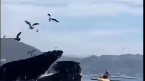 Ballena se ´'traga’ a dos turistas.