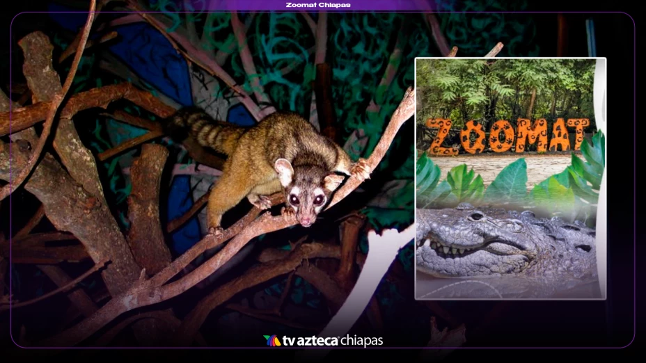 Zoomat puente noviembre