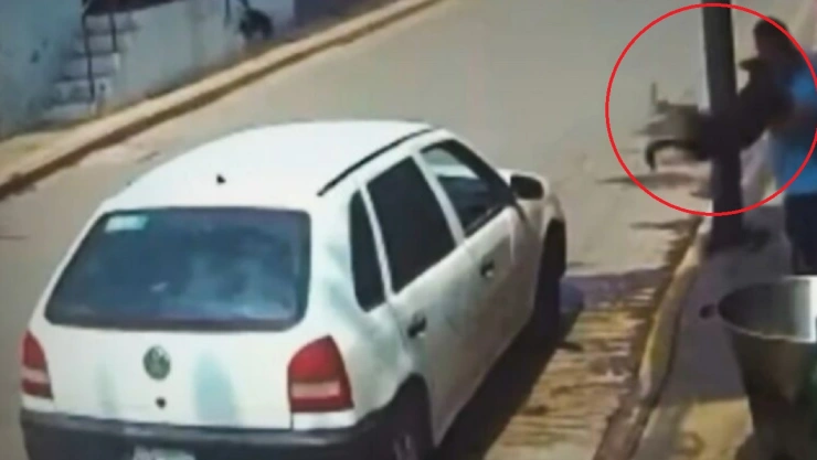 perrito cazo aceite hirviendo edomex video